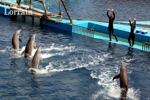 Les dauphins vont pouvoir se reproduire en captivité ...