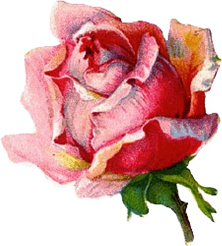Un joli poème de Tristan Klinsor ... La Rose de Mai !