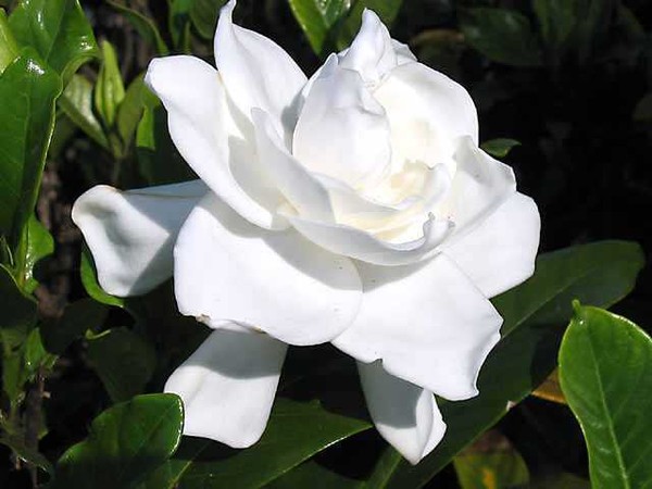 KDO  pour Vous  ...  Une belle rose blanche 