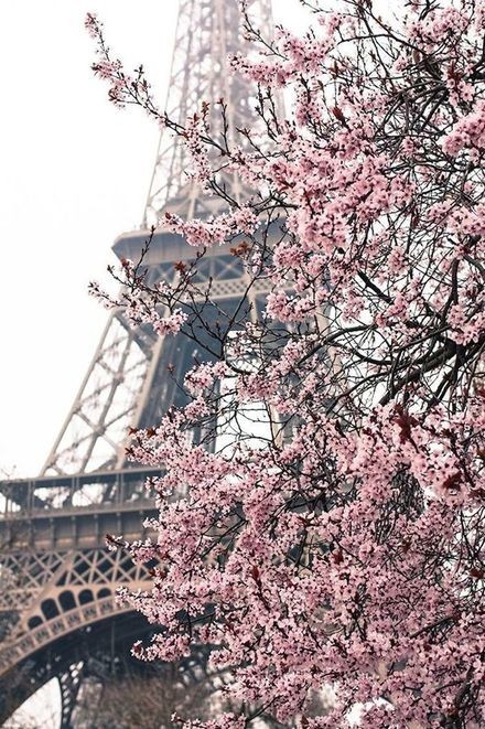 Même à Paris, le printemps resplendit  ...