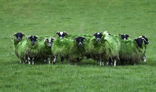 Le mouton en Irlande est un peu un "Symbole National" ...