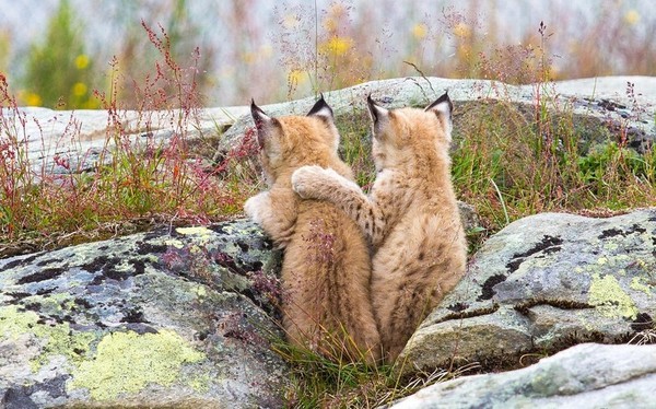 Tendresse animale    ...   deux petits lynx complices !