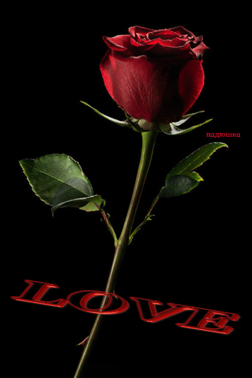 Cette rose est pour vous   ...   avec ma tendresse !