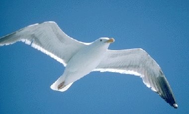 L' Albatros  ...  poème de Charles Baudelaire !
