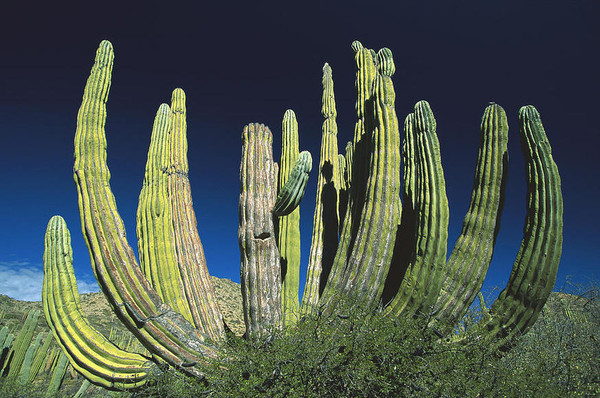 Cactus géant mexicain cardon    ...