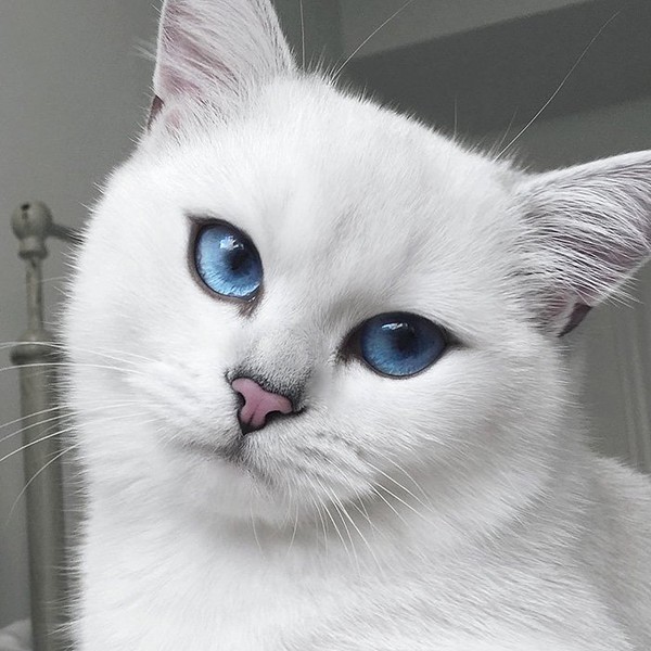 Coby : le plus beau chat du monde a les yeux bleus !