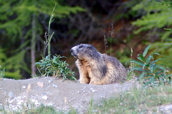 Le jour de la Marmotte    ...   ce mardi 2 février !