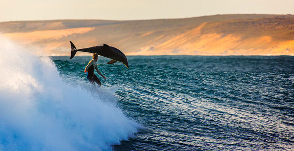 Un dauphin se joint à la glissade d’un surfeur !