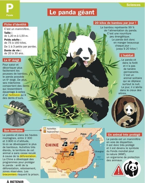 Le PANDA géant  ...  un animal très protégé  !