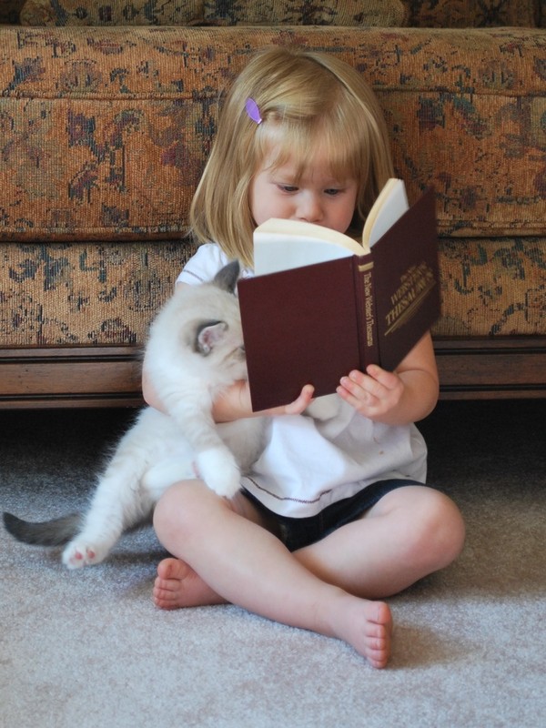 Irrésistible petite lectrice et son chaton !