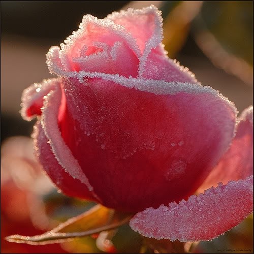 La Rose de Novembre  ...  Poème de Henri Ottenwelder !