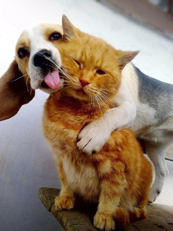 Tendresse animale   ...   comme chiens et chats !