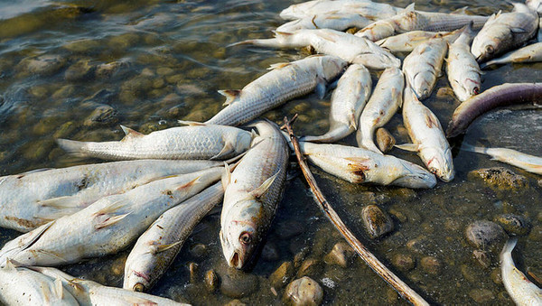 3 tonnes de poissons morts repêchés dans la Seine !  