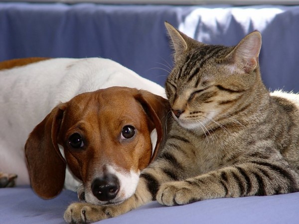 Tendresse animale ... comme chiens et chats !