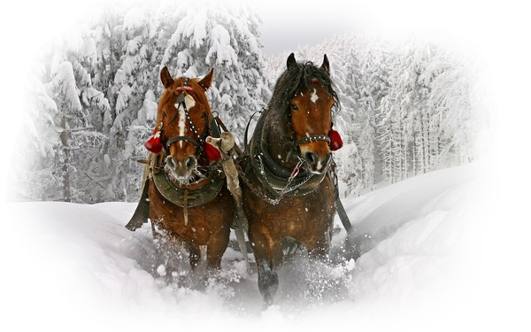 Balade à cheval    ...    sous la neige !