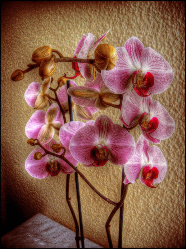 les Orchidées ... cueillies chez Shanoë  ! 