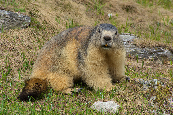 La Marmotte des Alpes   ...  hiberne 6 mois voire plus !