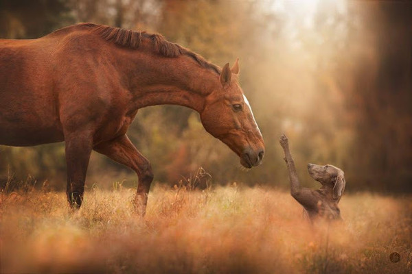 Tendresse animale     ...    