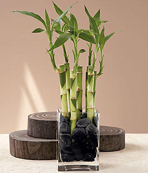 "Le Lucky Bambou"  ...   Bambou porte bonheur  !