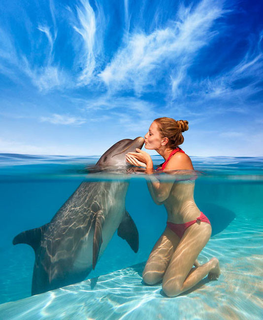 Les dauphins   ...   ont une mémoire extraordinaire !