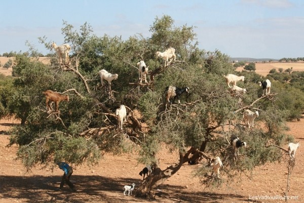 L'arganier du Maroc   ...   l'arbre à chèvres !