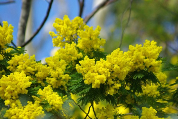 C'est le temps du Mimosa  ...