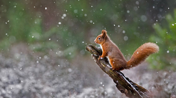 Écureuils roux : Parc National de Cairngorms, Écosse !