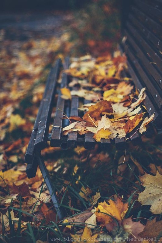 Les feuilles d'automne emportées par le vent ...