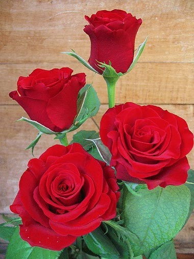 jolies roses rouges ... chez ma Jacotte Unique  ! 