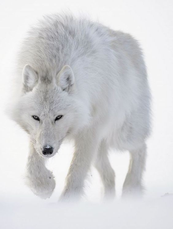 Certains animaux changent de couleur ... l'Hiver !