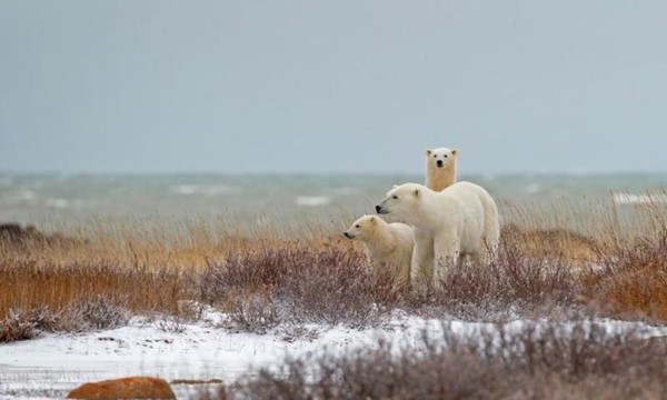 Laissez-passer   ...   les ours blancs !