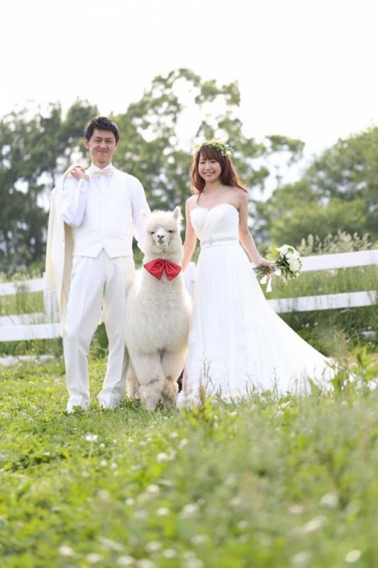 Au Japon on peut se marier, un ALPAGA comme témoin !  