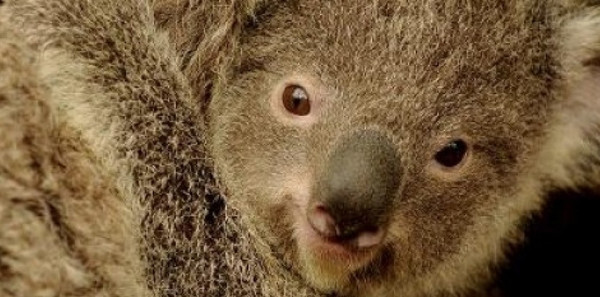 Koala australien menacé par ... réchauffement climatique !
