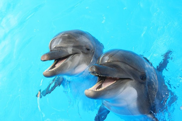 Fin de la captivité des dauphins et orques en France !  