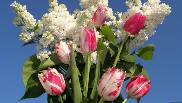 Bonne journée     ...   ces fleurs sont pour vous !
