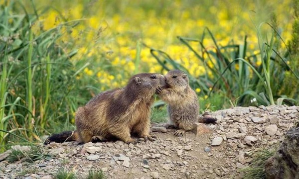 Tendresse animale    ...  la Marmotte et son petit !