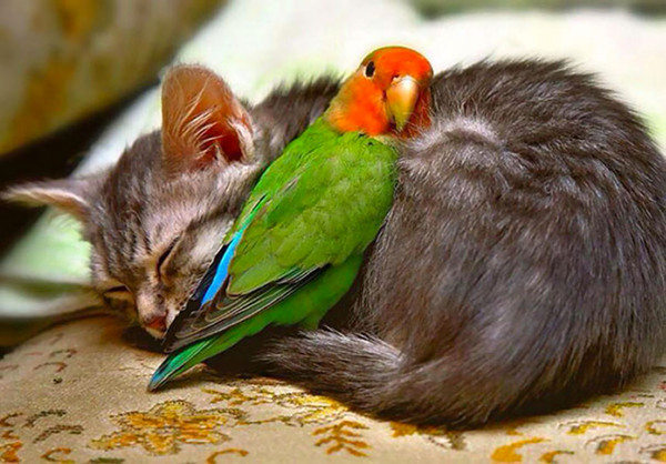 Tendresse animale   ...   avoir un bon copain !