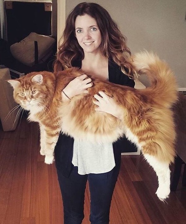 Voici le plus long et le plus beau chat du monde ...