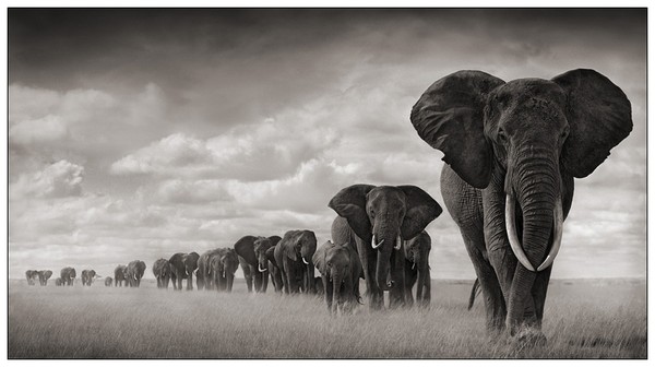 Animaux d' Afrique par Nick Brandt ... les éléphants !