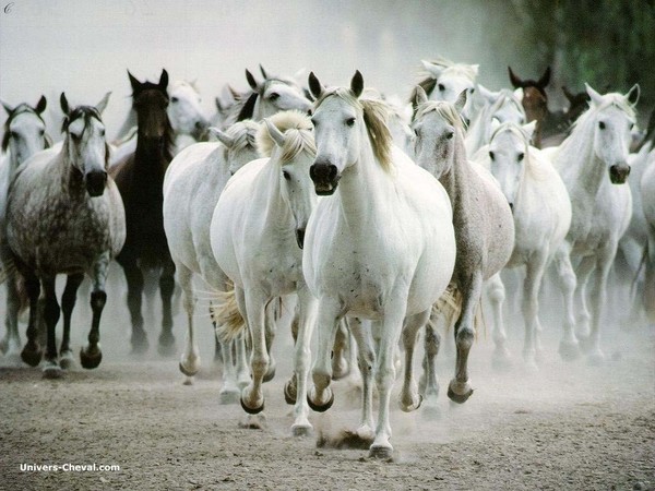 Pour vous qui aimez les chevaux    ...