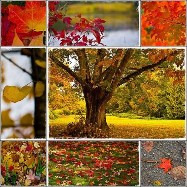 Couleurs d'automne ...