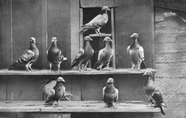 Découverte des pigeons voyageurs parisiens  ...