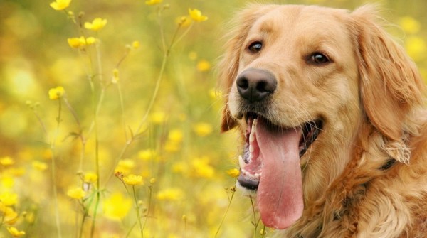 Les 10 plus belles citations canines ...