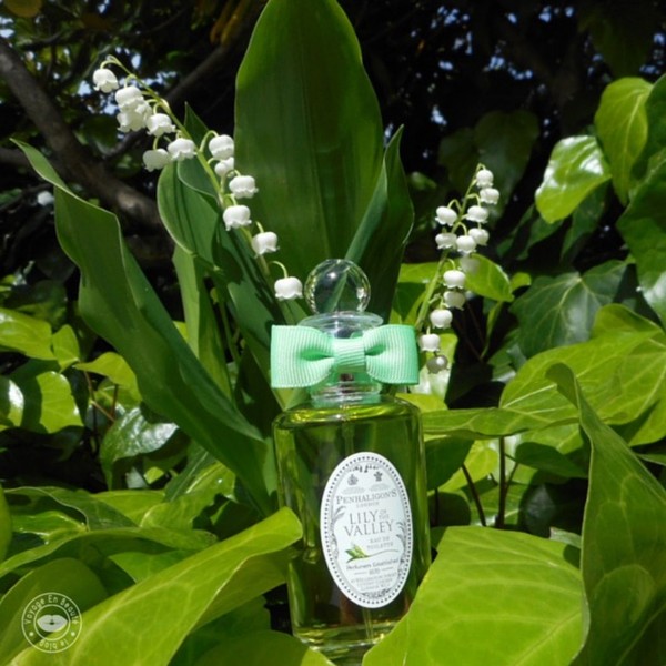 Lily Of The Valley    ...    parfums au muguet  !