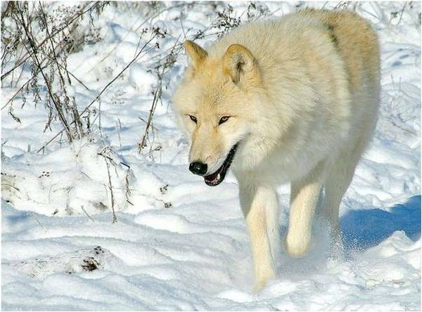 Un joli conte inuit  ...  Une femme changée en loup !