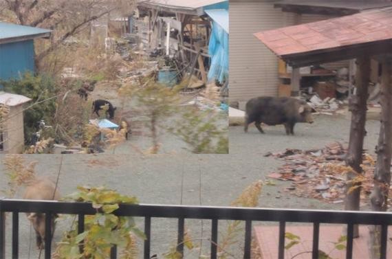 « cochons-sangliers » hybrides ... à Fukushima !