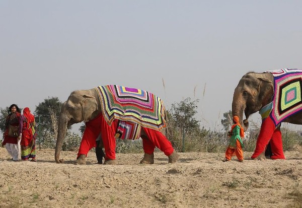 Inde :  un village tricote pour les éléphants !