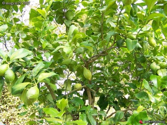 Les bienfaits du Citron ... Très efficace contre le Cancer !