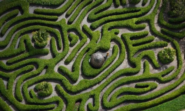 Labyrinthe de lauriers-cerise au Glendurgan Garden ...