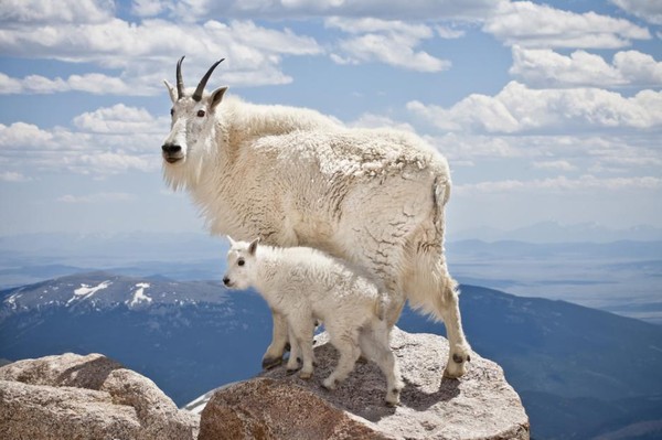 La chèvre des montagnes rocheuses  ...
